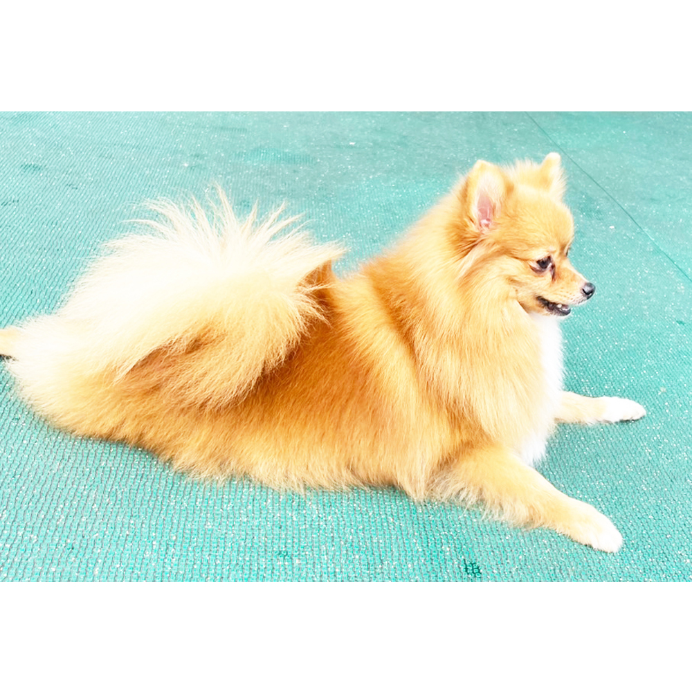 生徒が撮影したモデル犬♪②